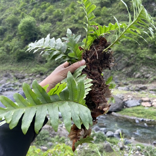 峨边县爬岩姜四川骨碎补毛姜