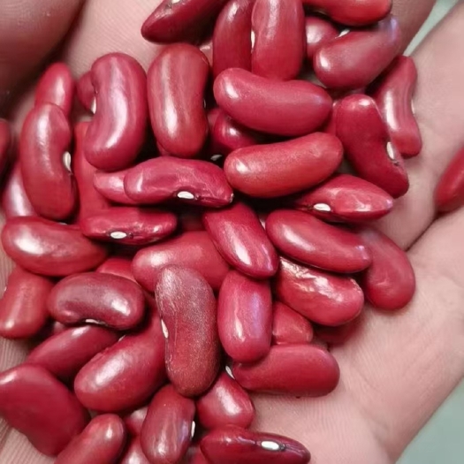 临沂红芸豆，英国红，八宝粥食品原料，厂家现货批发。