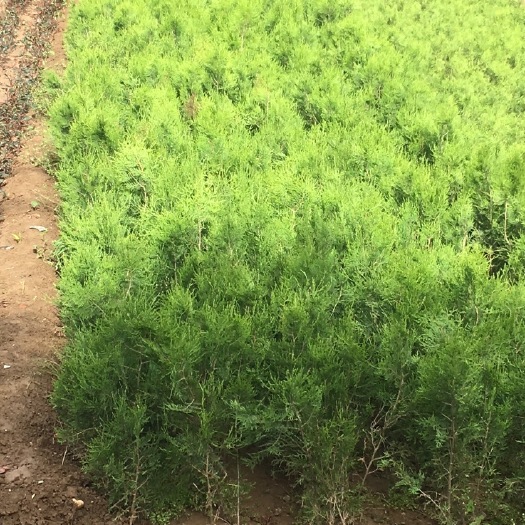周至县80cm侧柏杯苗