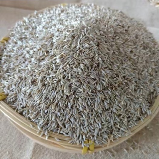 生菜籽  大货批发 量大从优