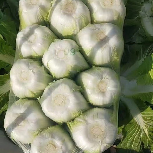 东台市大白菜