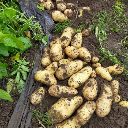 【新货上市】湖北黄心土豆产地实拍质量保证品质优良