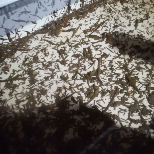 北京菲牛蛭苗