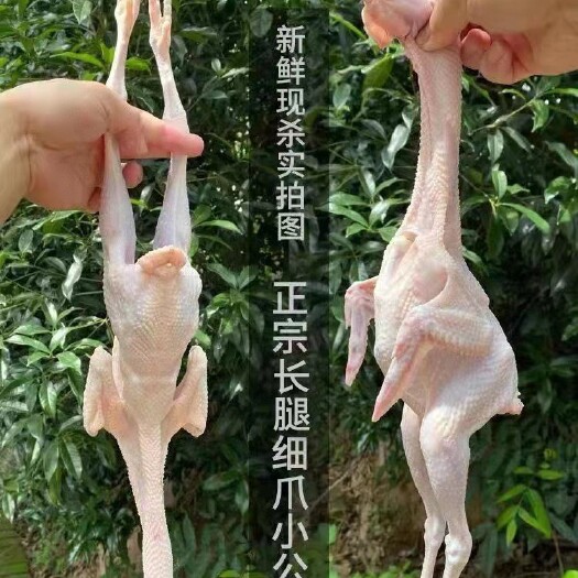 【顺丰冷链】九华山散养竹林鸡童子鸡