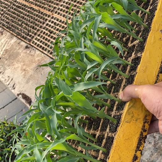 通海县玉米苗的根细发达，品质好，要的老板来电在平台下单，质量保证