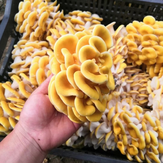 昆明新鲜鸡油黄菌 云南产地直发 鸡油菌 榆黄蘑 黄丝菌菇 食用菌