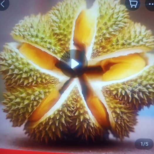 防城港金枕