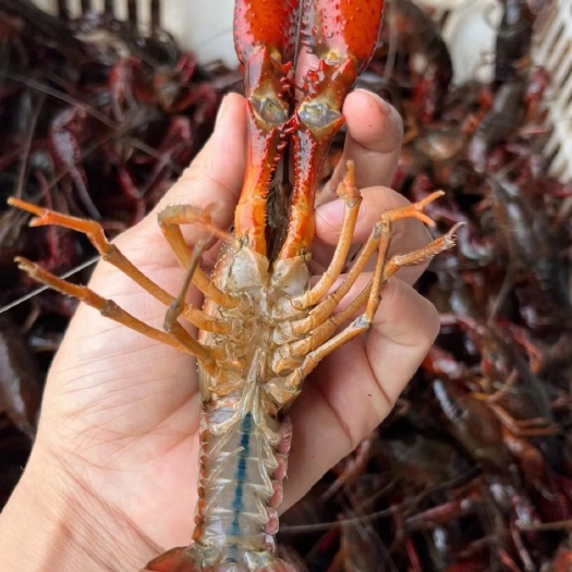 潜江市潜江清水小龙虾