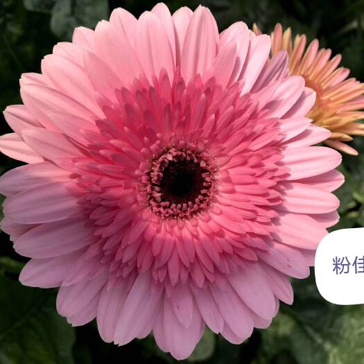昆明非洲菊（扶郞）苗 可用于园艺绿化工程花束 全国各地都可以发货