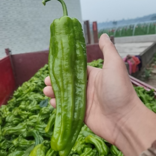 资阳苏椒薄皮