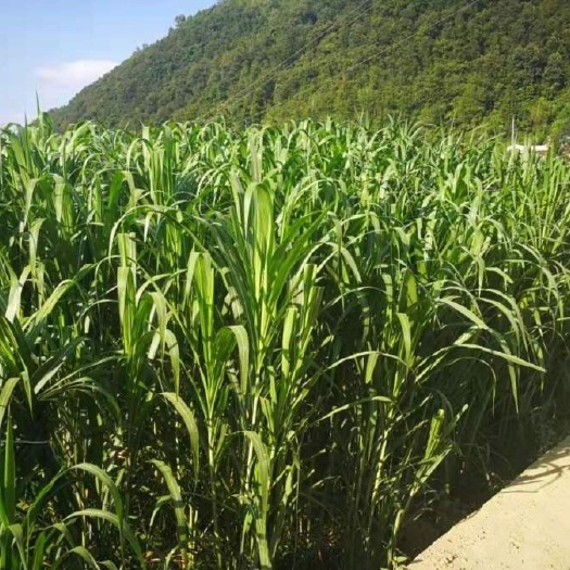 宣城甜象草牧草