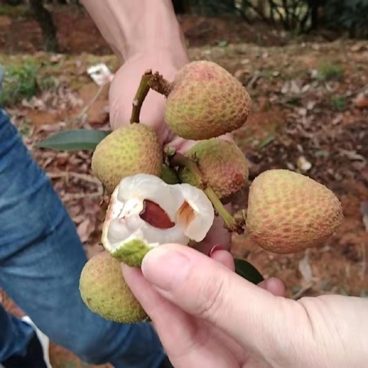 澄迈县三月红荔枝