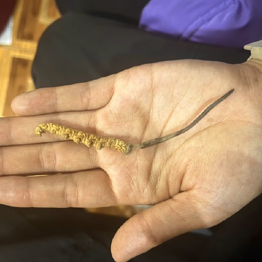 康定市冬虫夏草，甘孜虫草