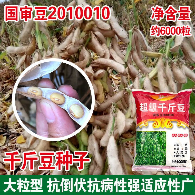 河间市千斤豆黄豆种子早熟播种四季大豆基地农户大面积种植大豆种子
