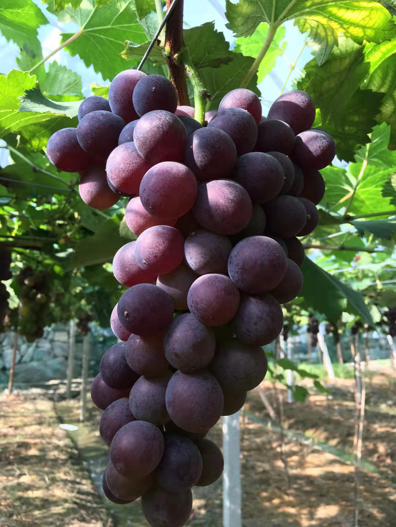 台州巨峰葡萄 葡萄 原产地直发 保质保量 代发全国