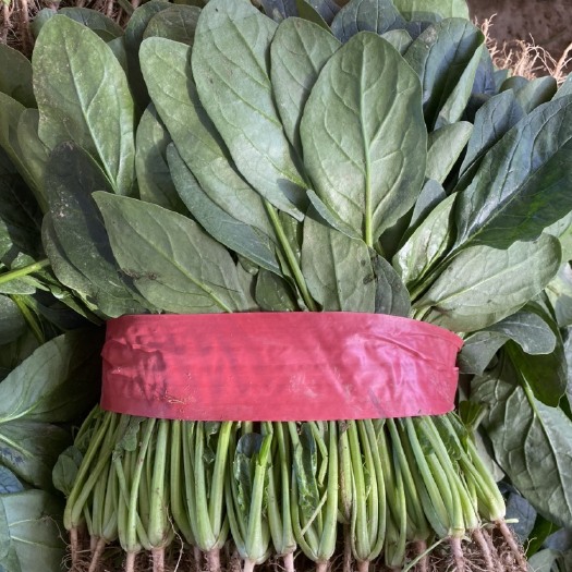 《大叶菠菜》25cm以上产地直供 大量有货 以质论价质量保证