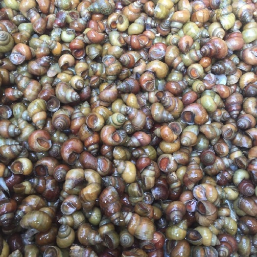 微山县食用螺蛳