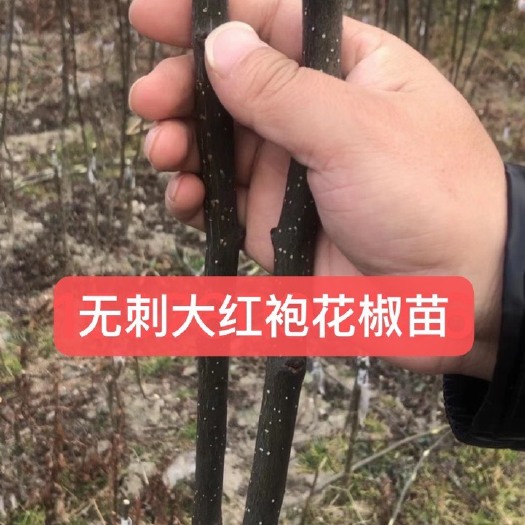 西和县无刺花椒苗