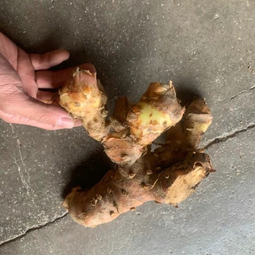 揭阳朝上老南姜￼