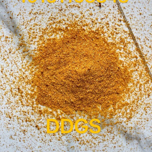 正定县玉米酒糟DDGS