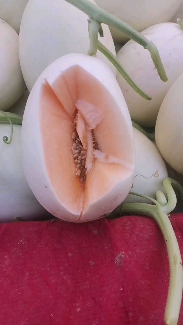 阎良甜瓜大量走货，品种多，规格多，对接各种渠道
