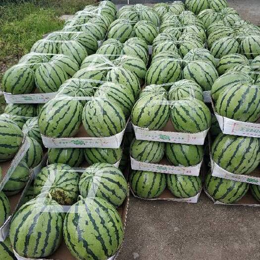 砀山县美都，甜王，大量供货，产地直销
