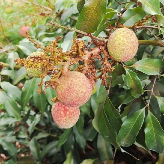 保亭县海南省桂花香荔枝现货4万斤