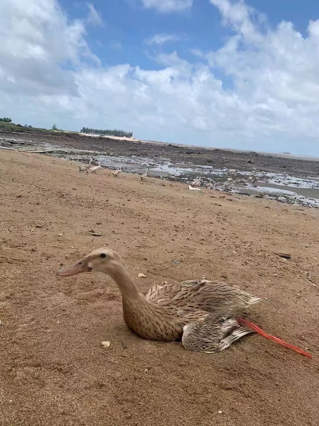 海鸭，海肉鸭