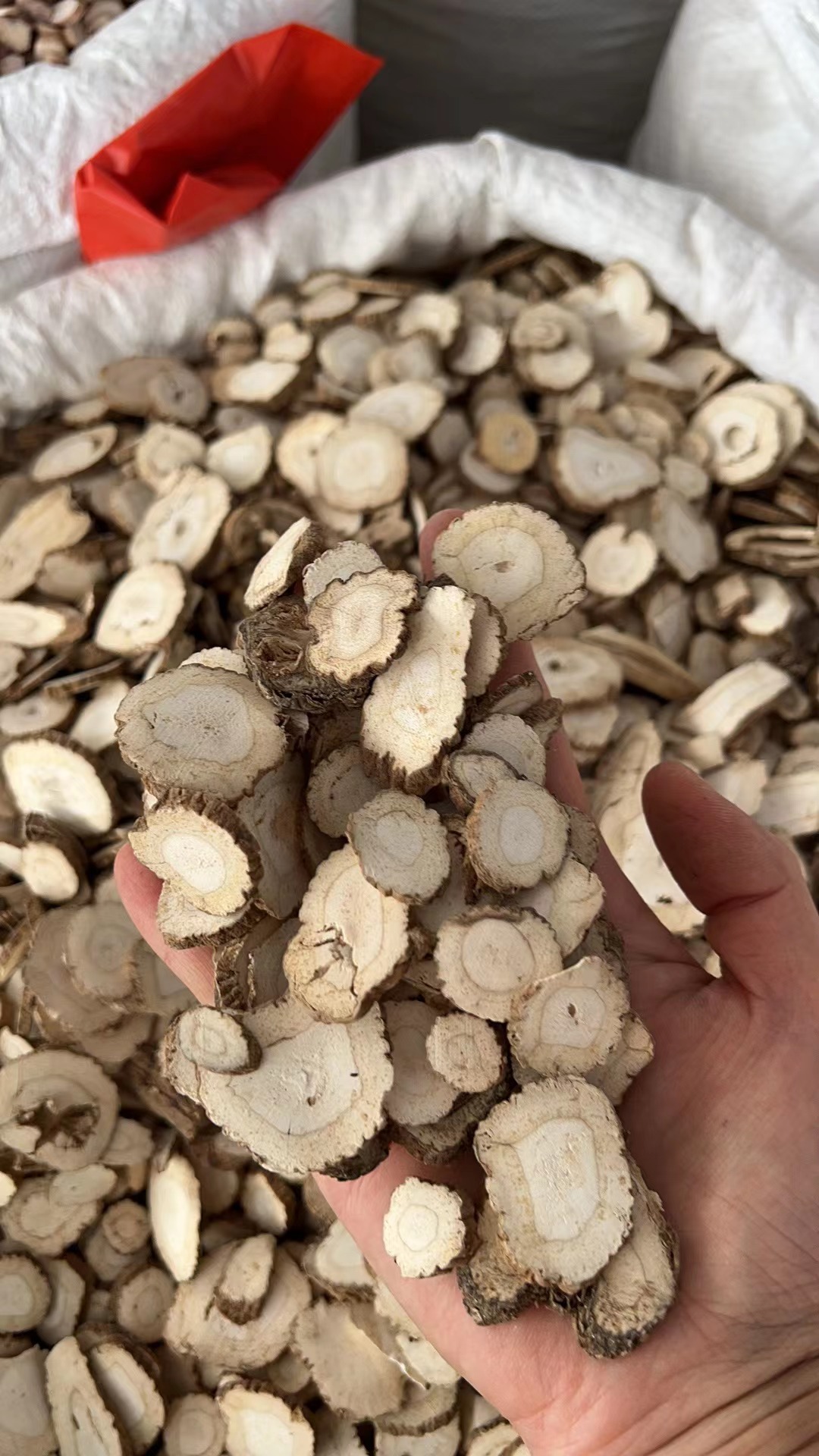 永小康 白芷