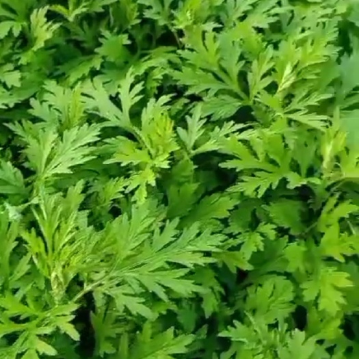 东莞市艾草