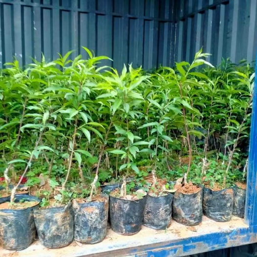 连平县鹰嘴桃杯苗桃树杯苗桃树新品种