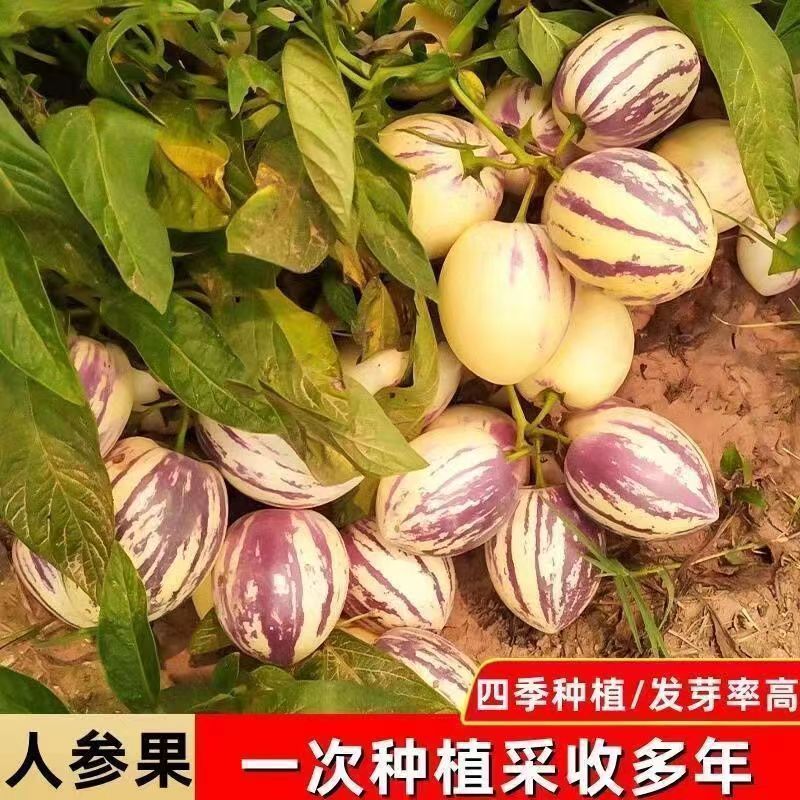 四季人参果种子奶香大果圆形黄肉黄皮紫纹农田菜园基地水果种子