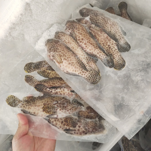 西沙蜂巢斑鱼-活杀极冻蜂巢斑批发尽在锦福益海