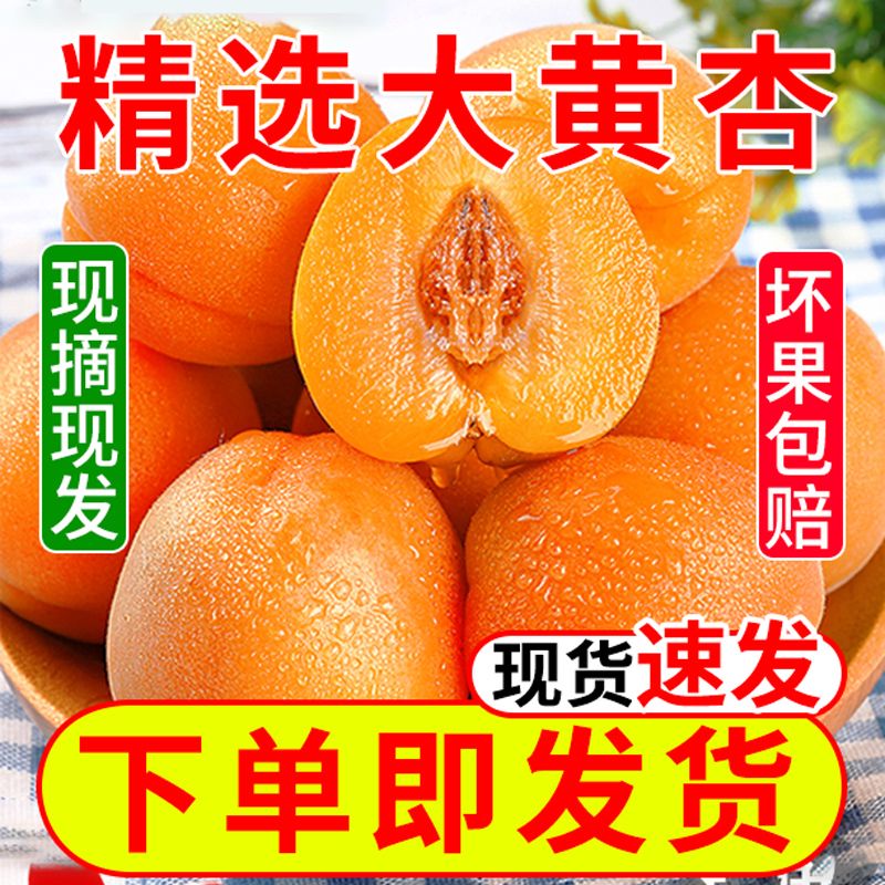 西安【现摘现发】杏子水果新鲜应季酸甜陕西大黄杏现摘金太阳整箱批发