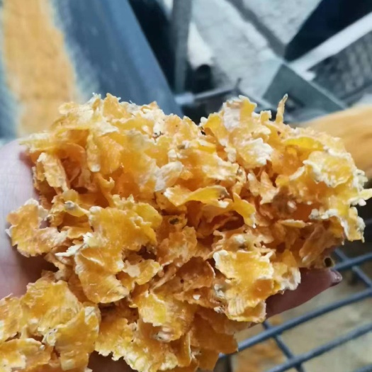 正定县压片玉米