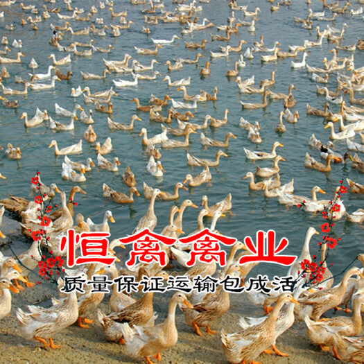 衡阳县场地直销产蛋鸭苗青壳蛋鸭苗年产蛋300枚水鸭苗多蛋鸭苗小黄鸭