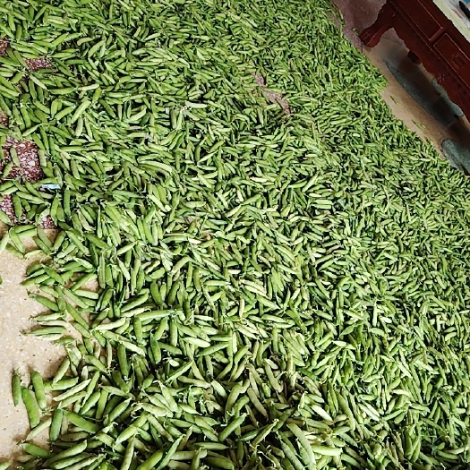 永城市豌豆荚