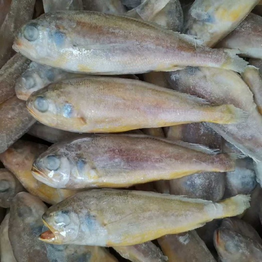 小黄鱼