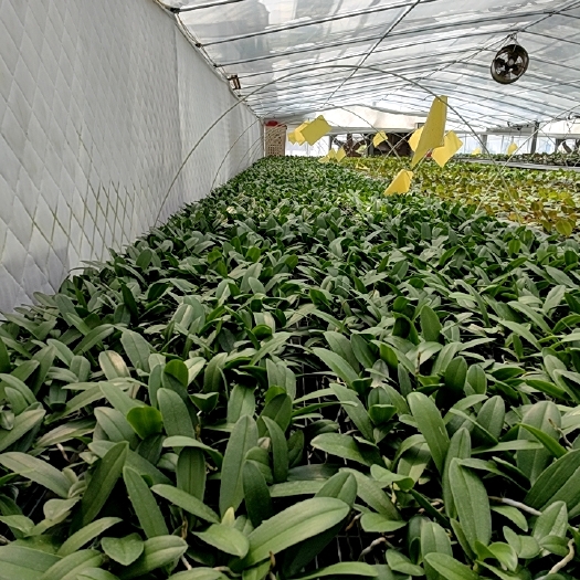 杭州蝴蝶兰苗1.7寸3.0寸28个品种大量现货供应，欢迎来访基地