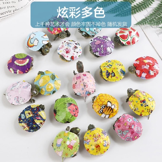 彩色小七彩小地摊宠物