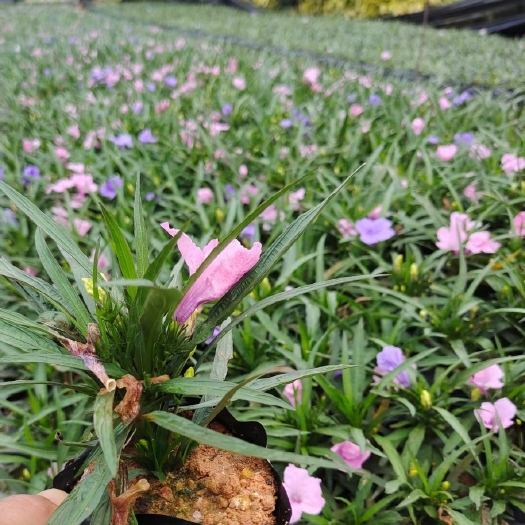 漳浦县自有系列蓝花莉 蓝花莉基地 庭院绿化兰花莉 四季常青绿化小苗