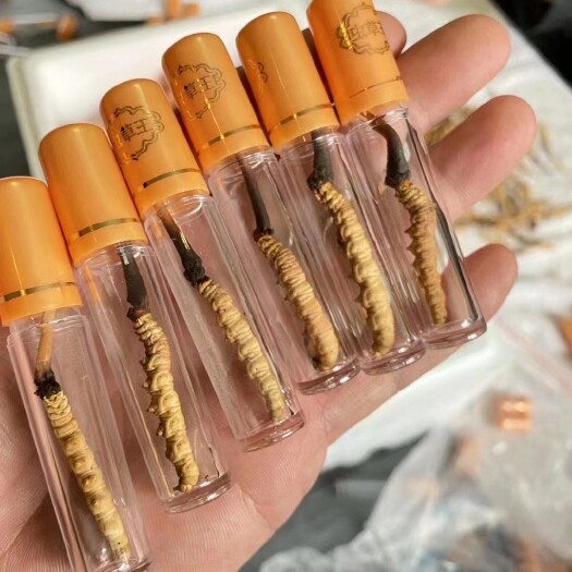 广州鲜虫草，0.8克一条