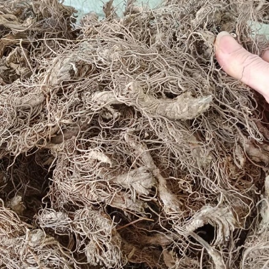玉林中药材地胆头