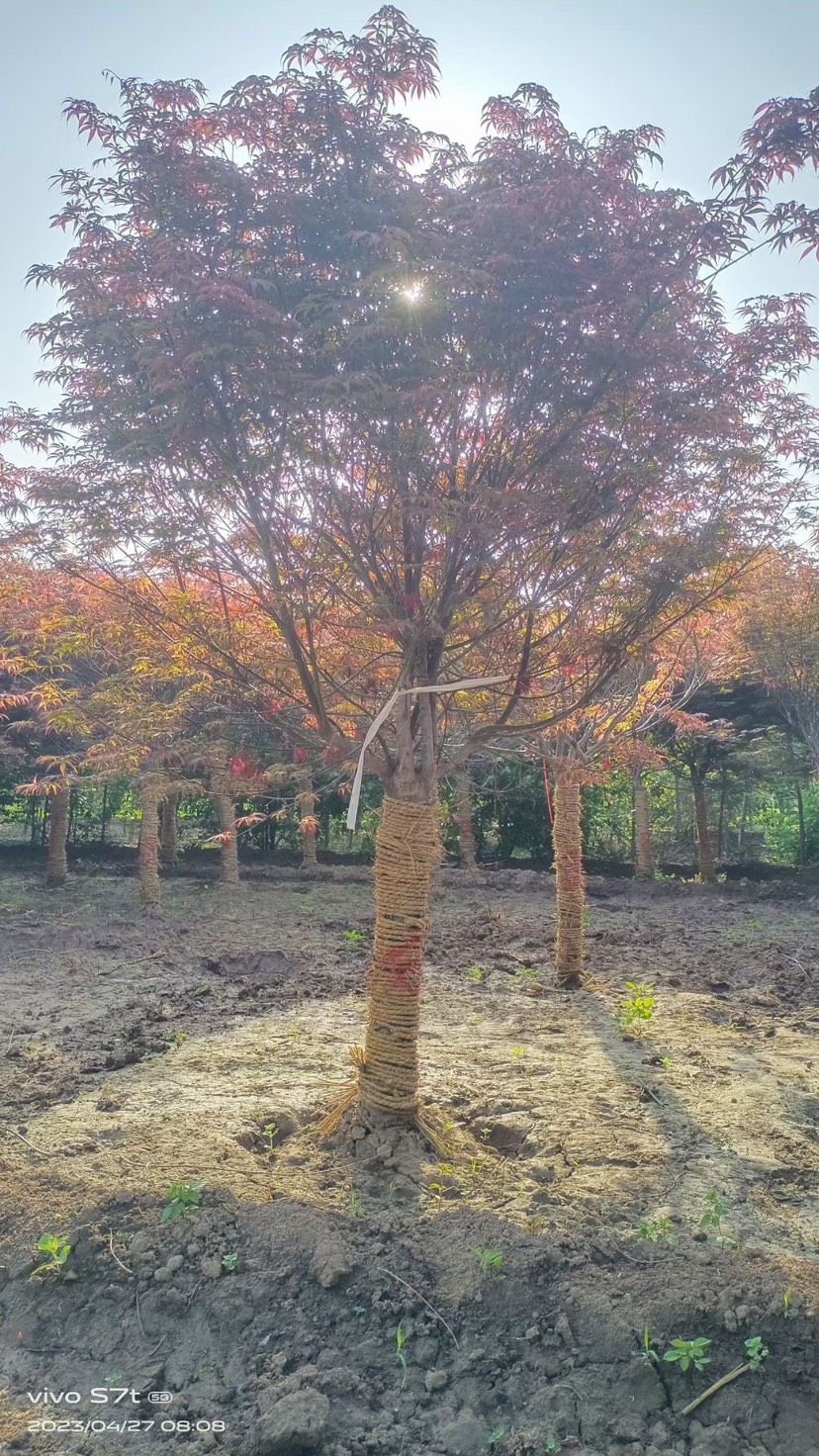 日本红枫