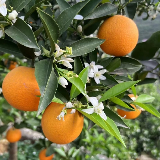 秭归县湖北秭归当地伦晚