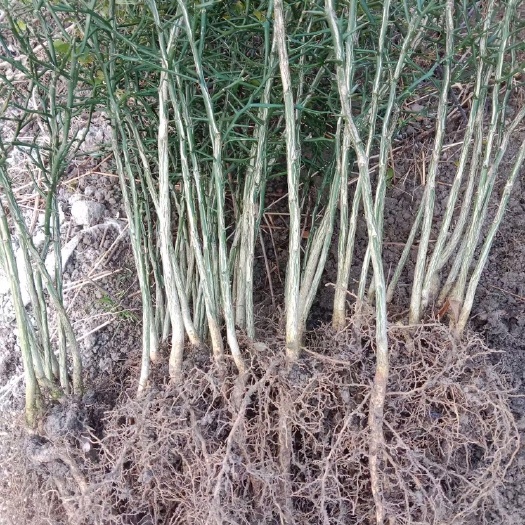 漳平市枳壳苗