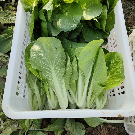 曹县山东曹县大棚精品小颗快菜，质优价廉，保质保量，量大优惠！
