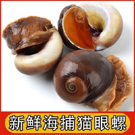 连云港猫眼螺海螺海鲜贝类香螺活冻小海螺捞汁食材海螺