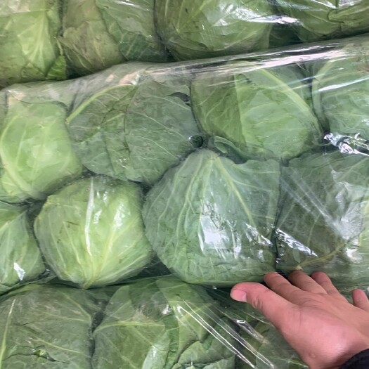 晋中山西甘蓝
