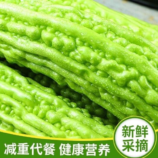 昆明【现摘】 山东绿色苦瓜新鲜蔬菜农家自种当季苦瓜一整箱包邮到家